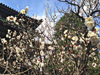 Les arbres en pleine floraison basic-mars-2014