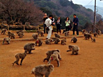Macaque japonais basic-mars-2014
