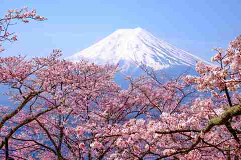 Mont Fuji entouré de fleurs de cerisier au Japon