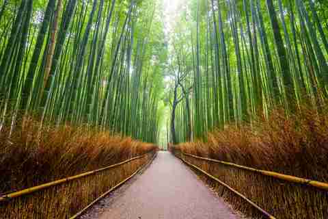 Forêt de bambous d’Arashiyama à Kyoto