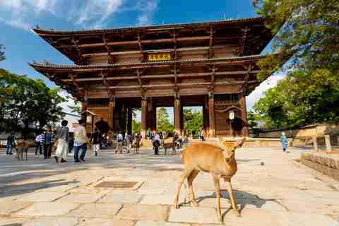 Temple Todaiji à Nara avec des cerfs apprivoisés parmi les touristes, symbole de la ville japonaise.