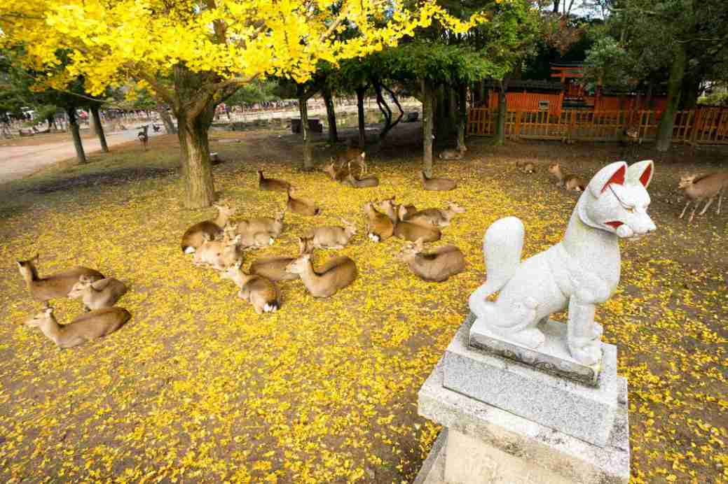 Cerfs de Nara dans le parc