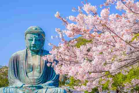 Grand Bouddha de Kamakura entouré de cerisiers en fleurs (Sakura), Japon