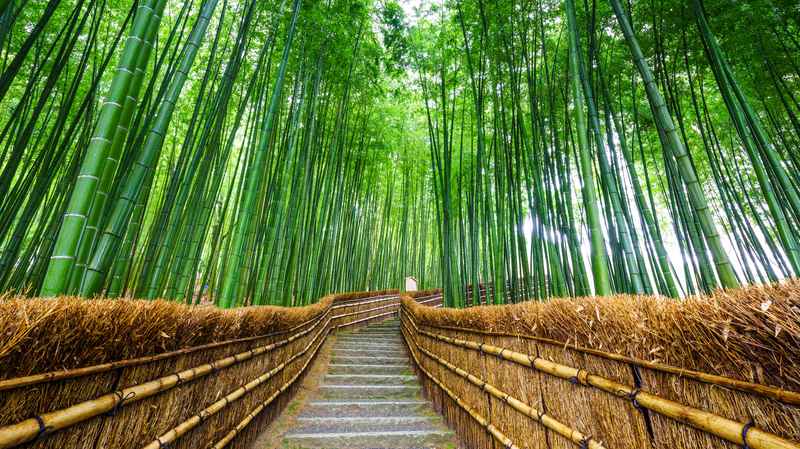 Forêt de bambous d’Arashiyama à Kyoto
