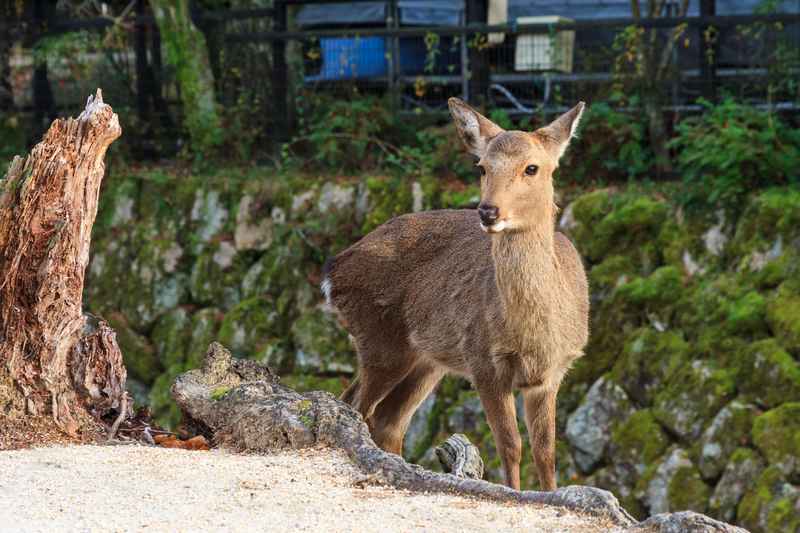 Cerf en liberté dans le parc de Nara