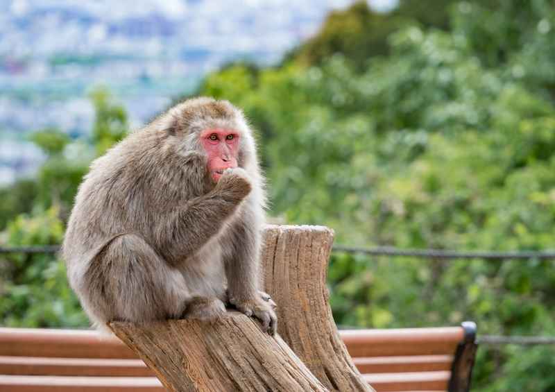 Singe japonais dans une source chaude en hiver