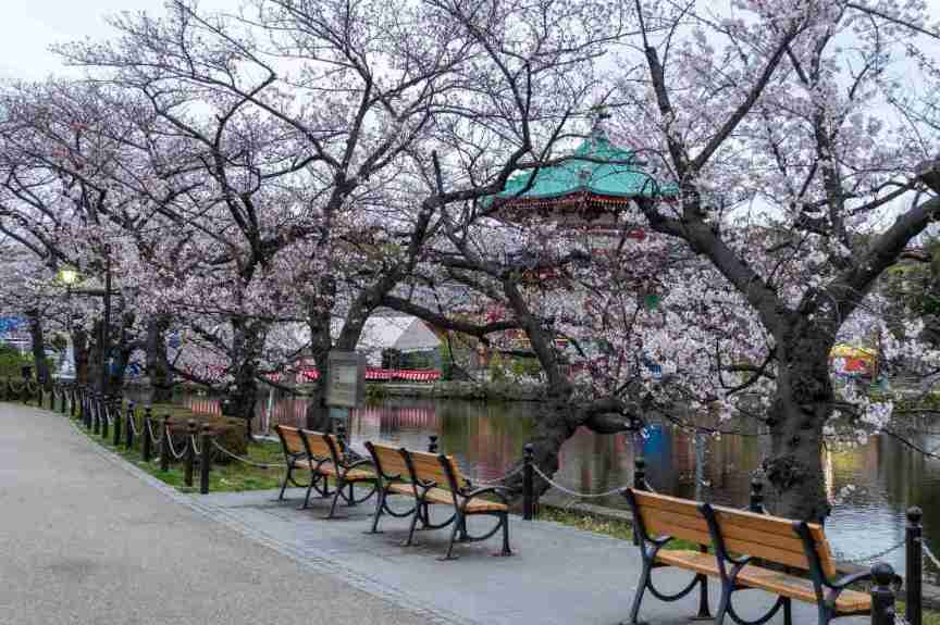 Cerezos en flor durante la primavera en el parque Ueno