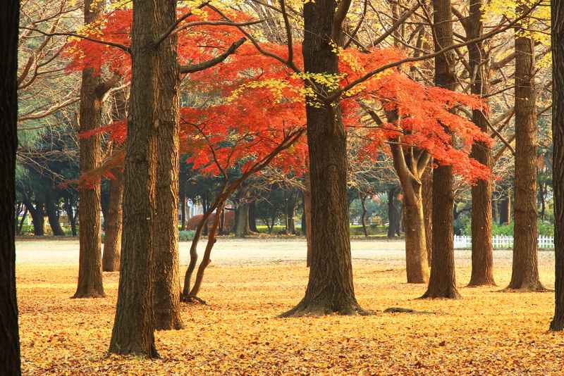 Allée arborée du parc Yoyogi à Tokyo